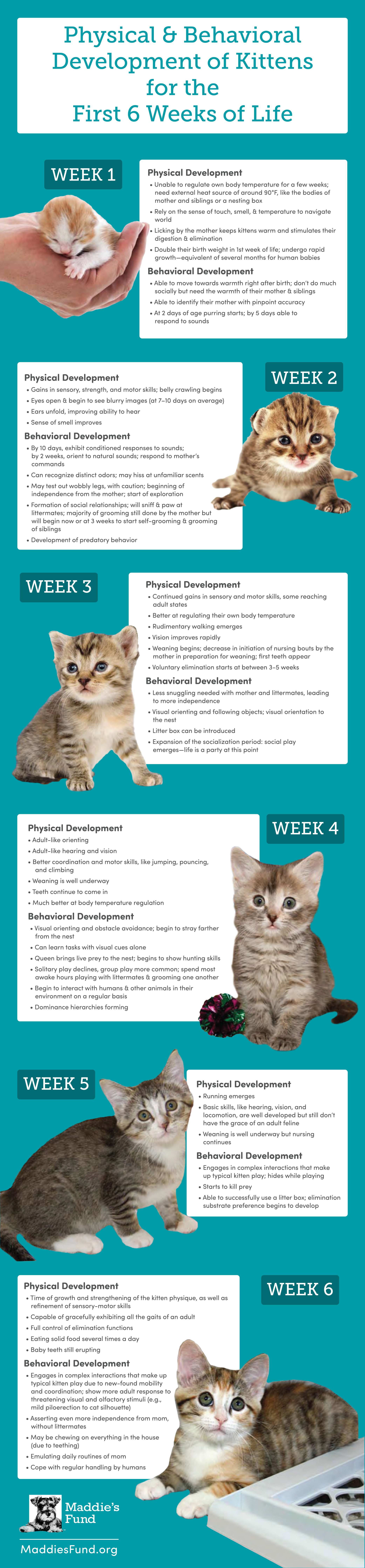 Graphic showing a chart of milestones for Physical and Behavioral Development for kittens for the furst 6 weeks of life